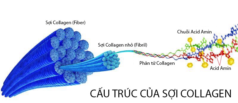 CẤU TRÚC COLLAGEN